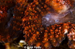 Mars Rock - A bright coral shot in macro. Straight out of... by Mark Pacey 